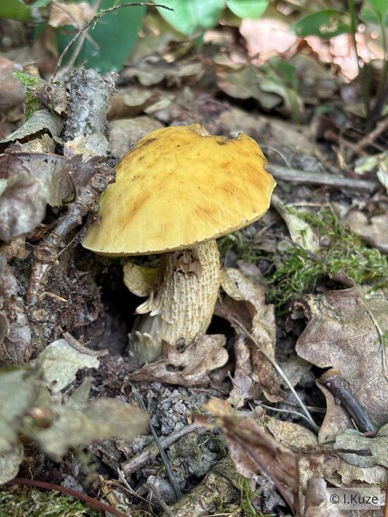 Leccinellum crocipodium